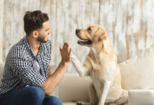 Reliable Pet Sitting Services for Your Pet's Comfort