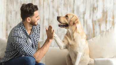 Reliable Pet Sitting Services for Your Pet's Comfort