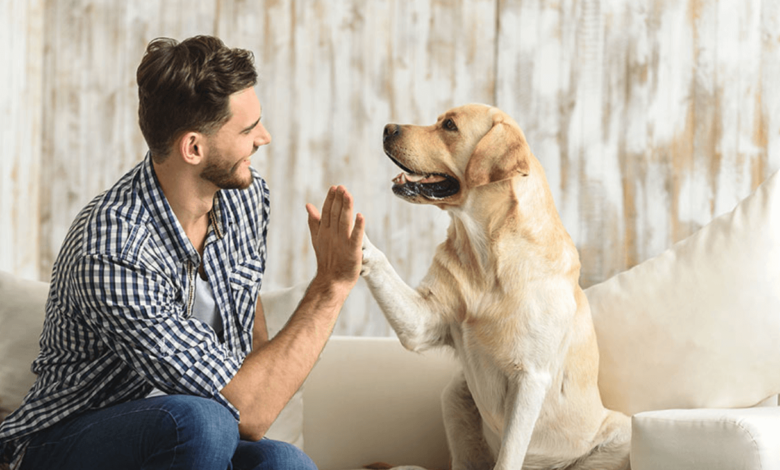 Reliable Pet Sitting Services for Your Pet's Comfort