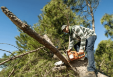 Tree Removal Services to Maintain Property Safety and Aesthetics