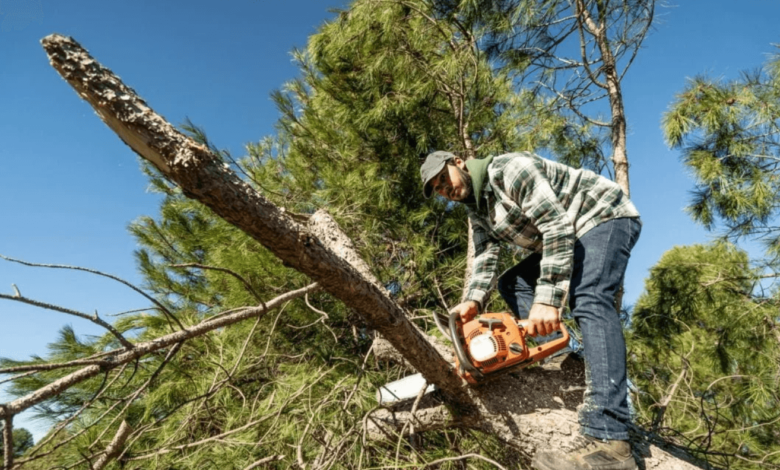 Tree Removal Services to Maintain Property Safety and Aesthetics